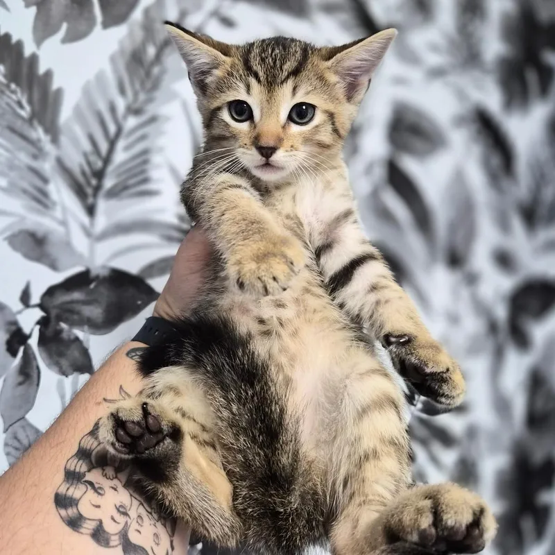 A baby small-sized male Brown / Chocolate Domestic Short Hair cat named Choco Taco for adoption in Wahiawa, HI