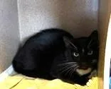 An adult medium-sized male Domestic Short Hair cat named Junior for adoption in Washington, DC