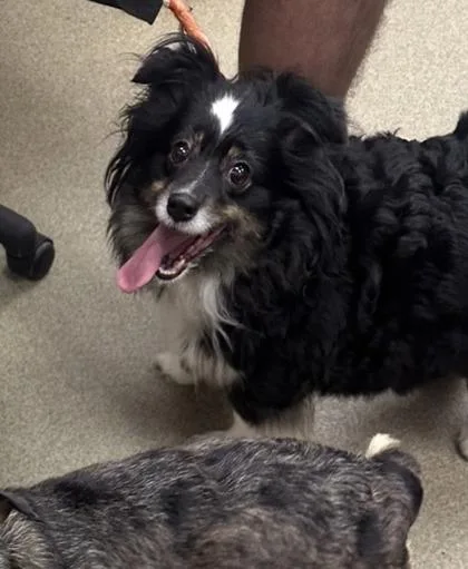 An adult medium-sized female Australian Shepherd dog named Ceres for adoption in Palm Coast, FL