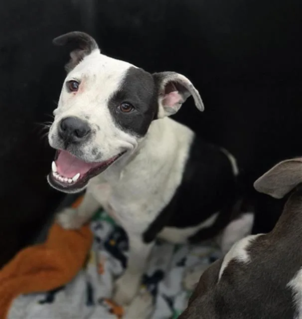 A young medium-sized male Mixed Breed dog named Cosmo for adoption in Dallas, TX