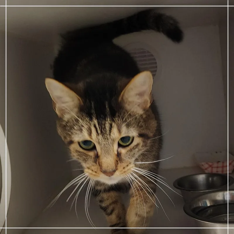 An adult medium-sized male Brown / Chocolate Domestic Short Hair cat named Highway for adoption in Dearborn, MI