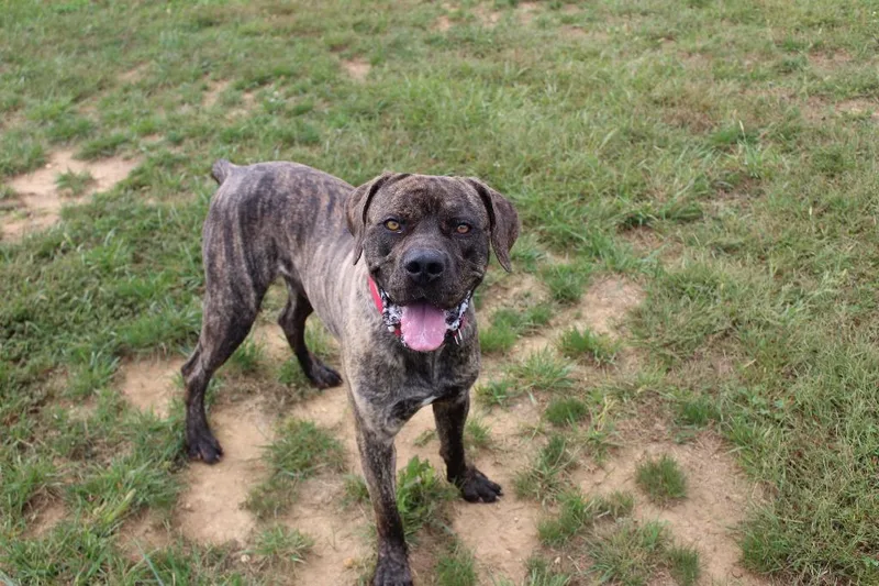 An adult large-sized male Brindle Cane Corso dog named Gadgi for adoption in Chestertown, MD