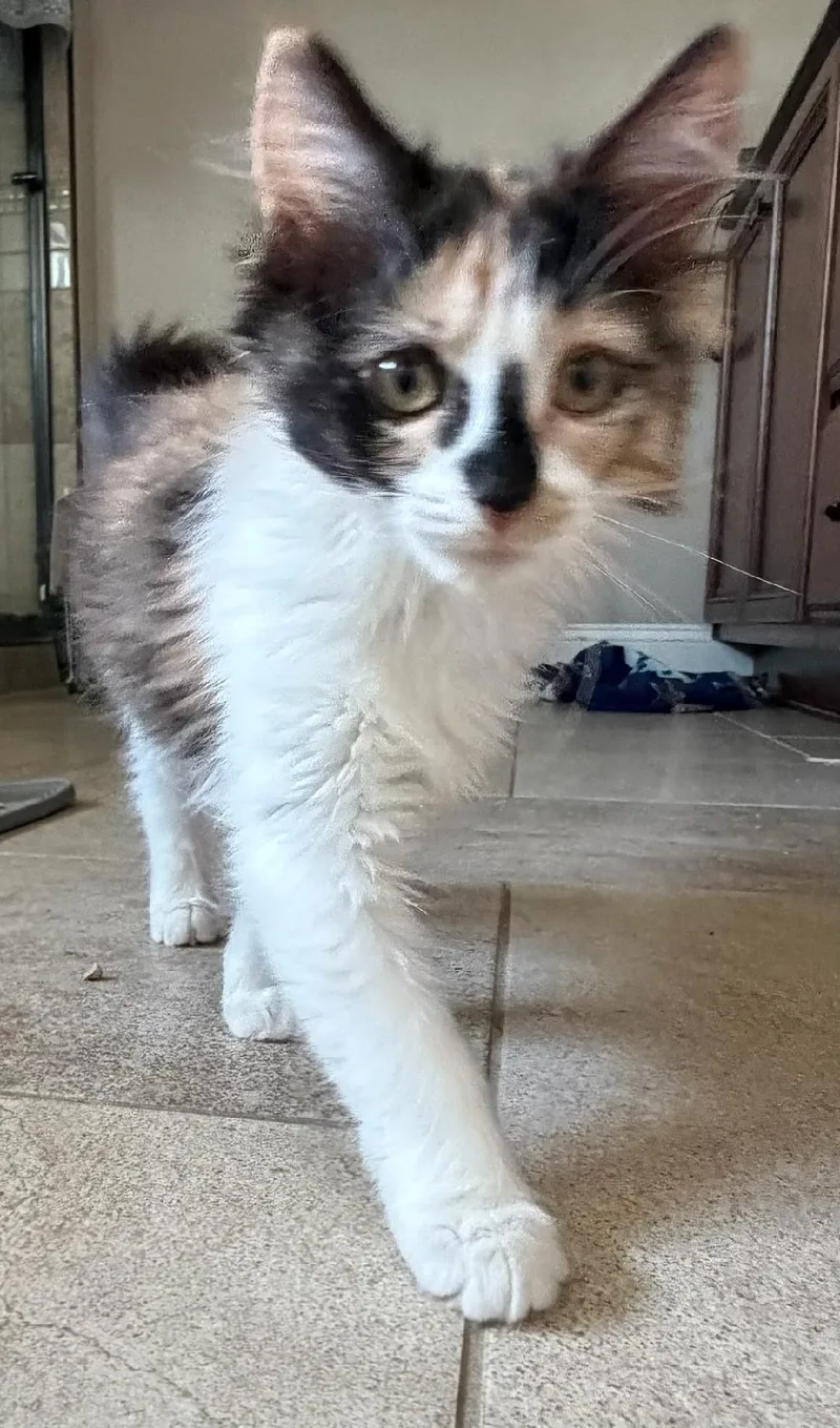 A baby medium-sized female Calico Domestic Long Hair cat named Aphrodite for adoption in Mokena, IL