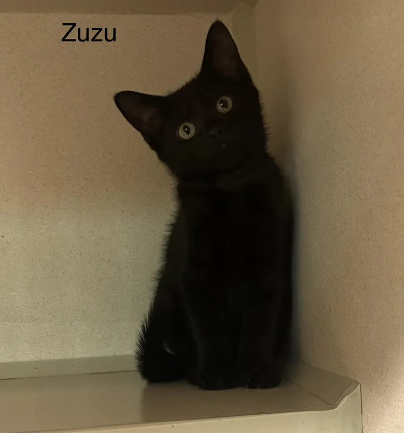 A baby medium-sized female Black Domestic Short Hair cat named Zuzu for adoption in Ulster, PA