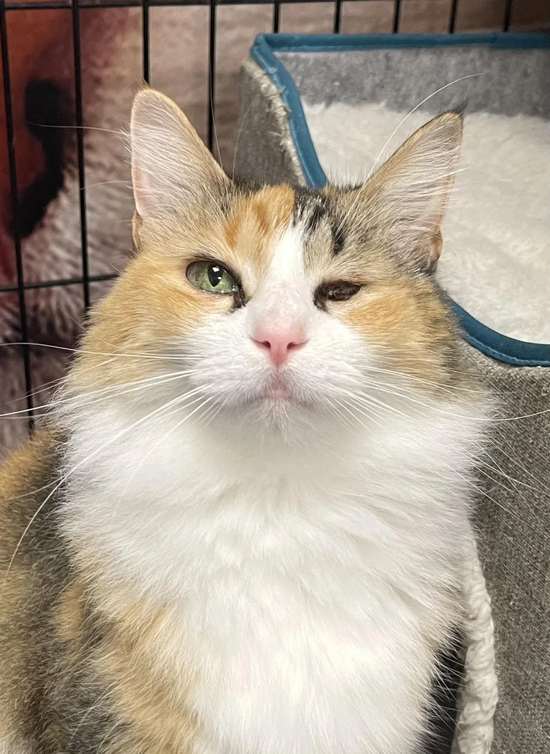 A senior medium-sized female Calico Domestic Long Hair cat named Cali Riley Fuzzel for adoption in Spring, TX