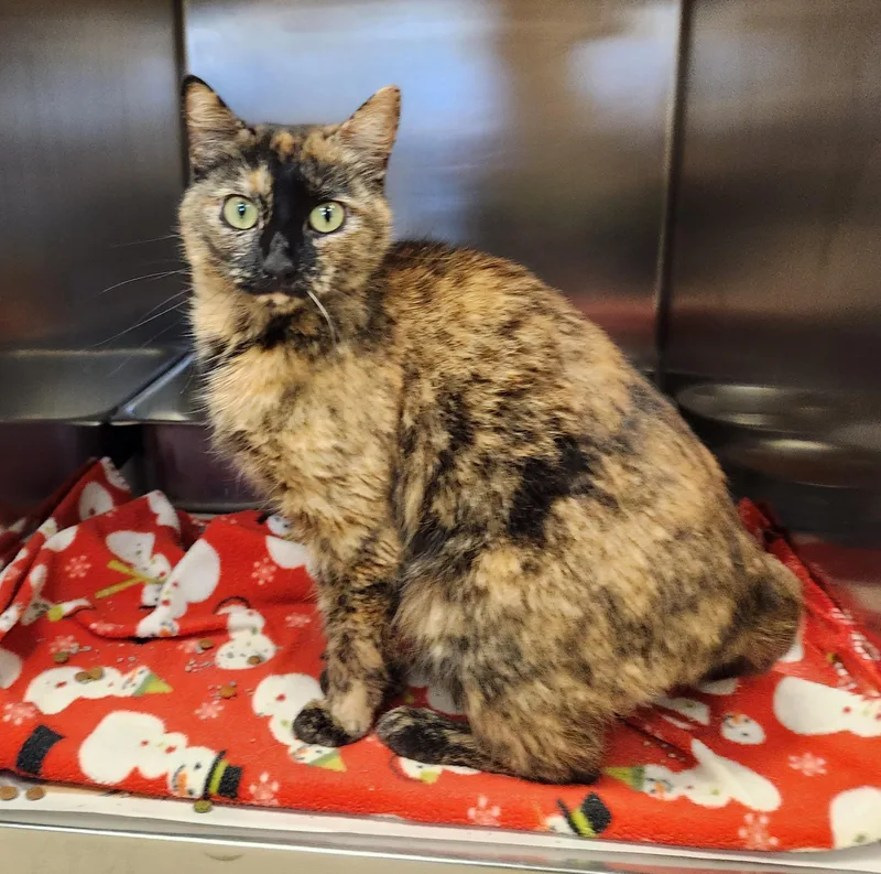 An adult medium-sized female Domestic Short Hair cat named Thumby for adoption in Clayton, NJ