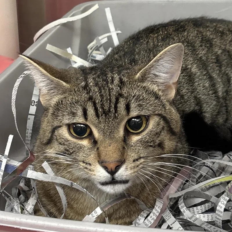 A young medium-sized male Brown / Chocolate Domestic Short Hair cat named Funnel Cake for adoption in Philadelphia, PA