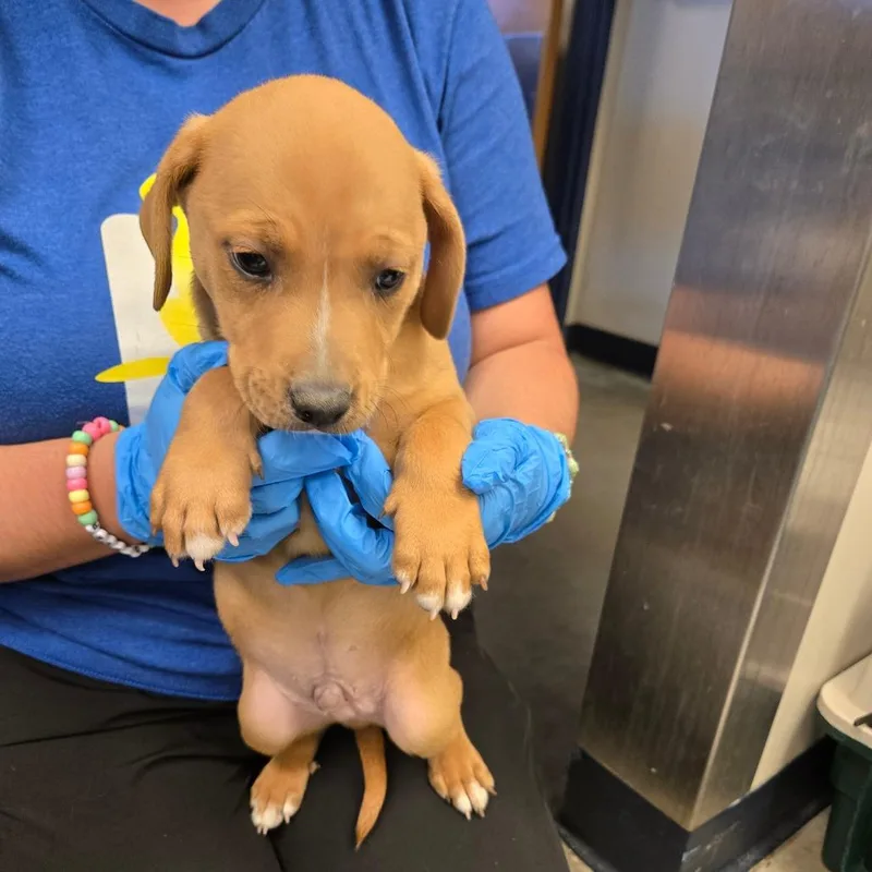 A baby small-sized male Brown / Chocolate Labrador Retriever dog named Carlton for adoption in Newark, DE