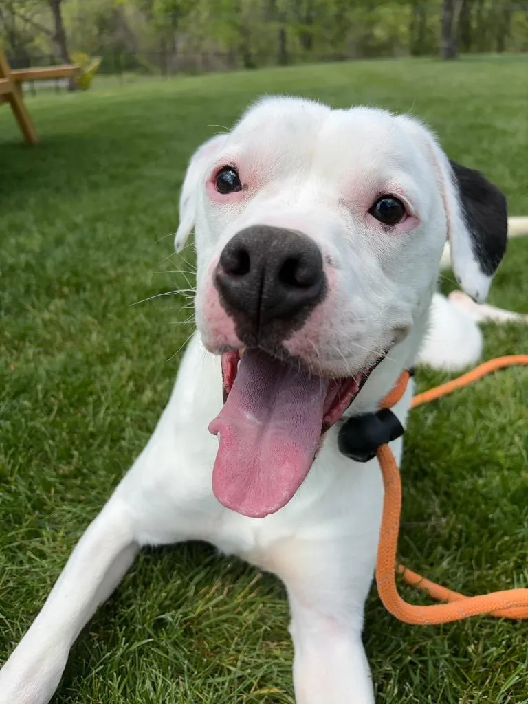 A young medium-sized male Boxer dog named Goober for adoption in Wintersville, OH