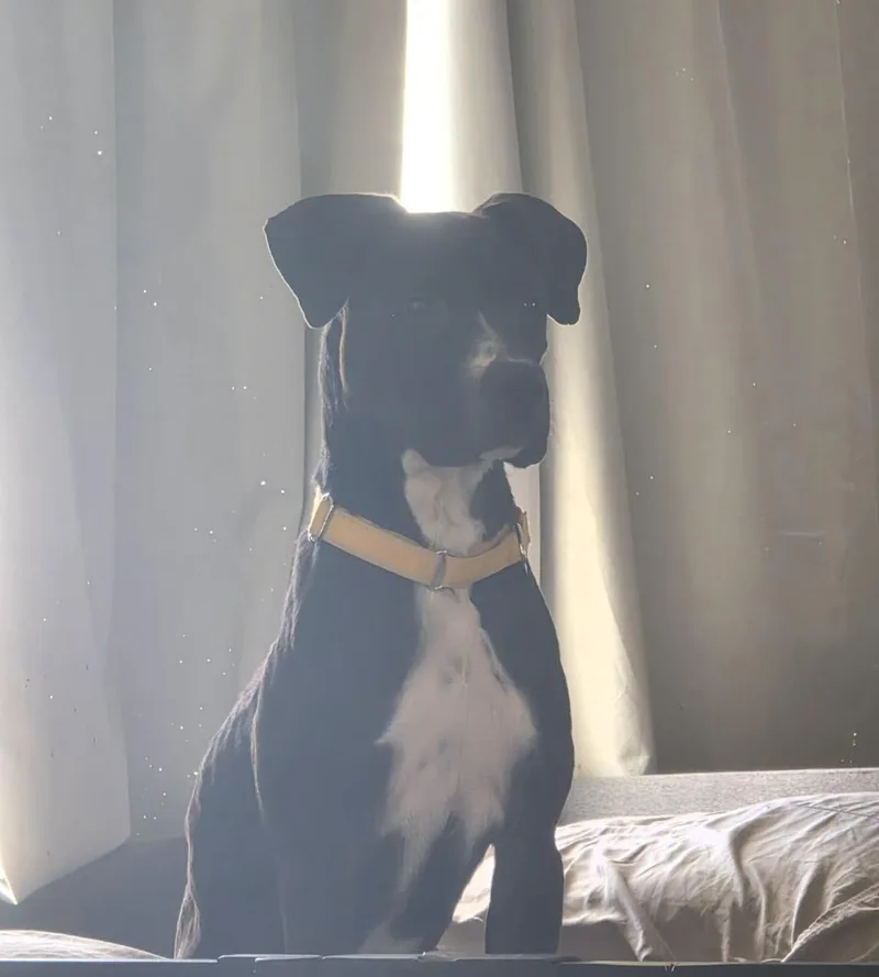 An adult large-sized male Black American Staffordshire Terrier dog named Artic for adoption in Sandia Park, NM