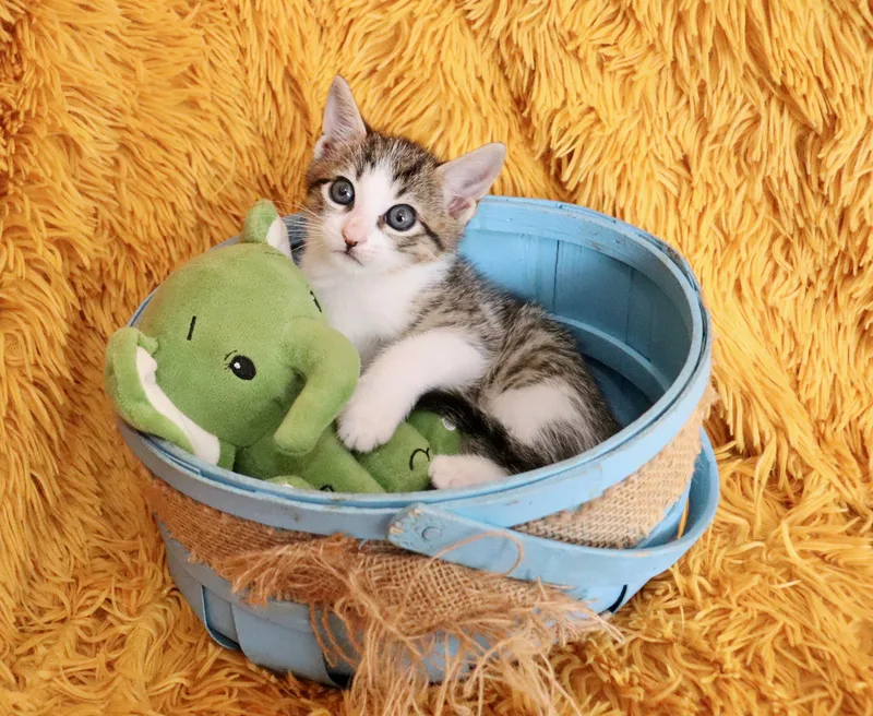 Tiger Lily thumbnail 2