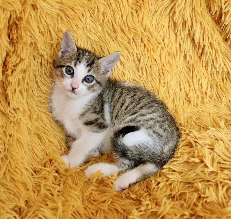 Tiger Lily thumbnail 3