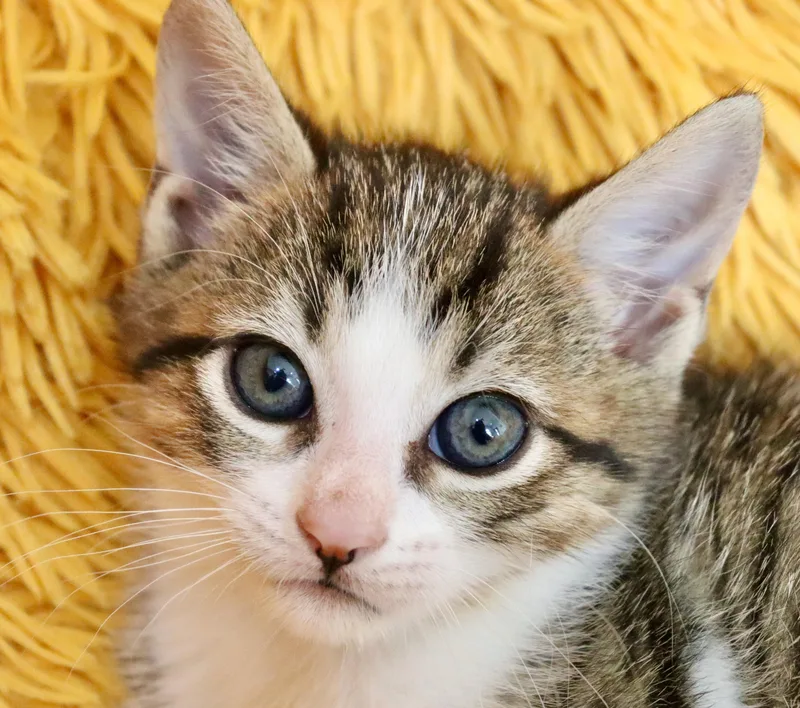 Tiger Lily thumbnail 4