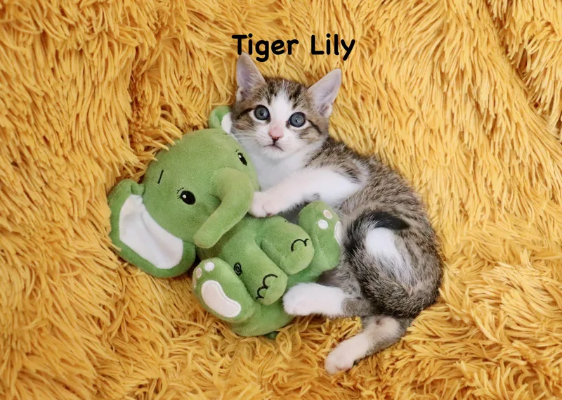 A baby medium-sized male Tabby (Brown / Chocolate) Turkish Van cat named Tiger Lily for adoption in Saint Augustine, FL