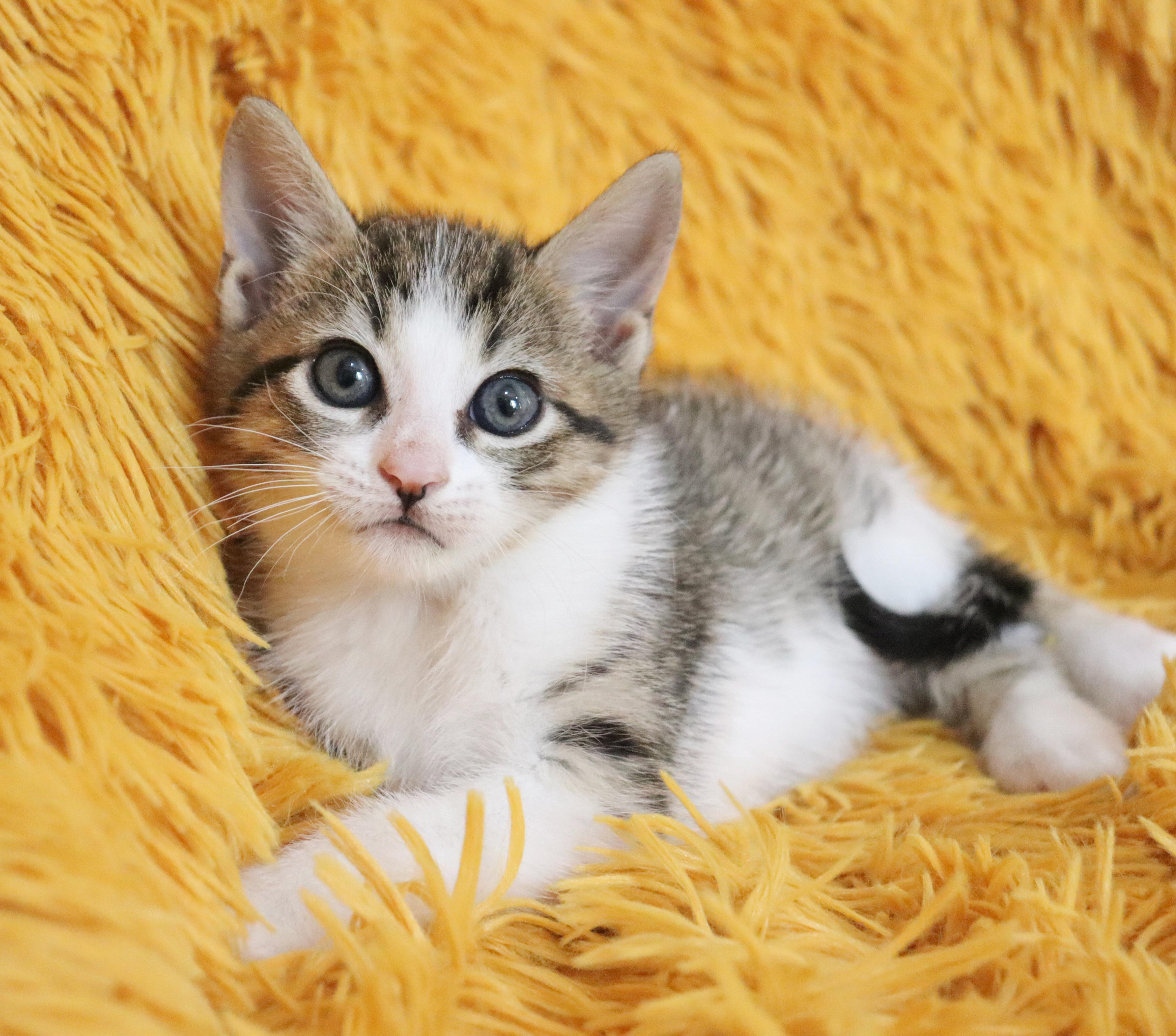 Tiger Lily thumbnail 5