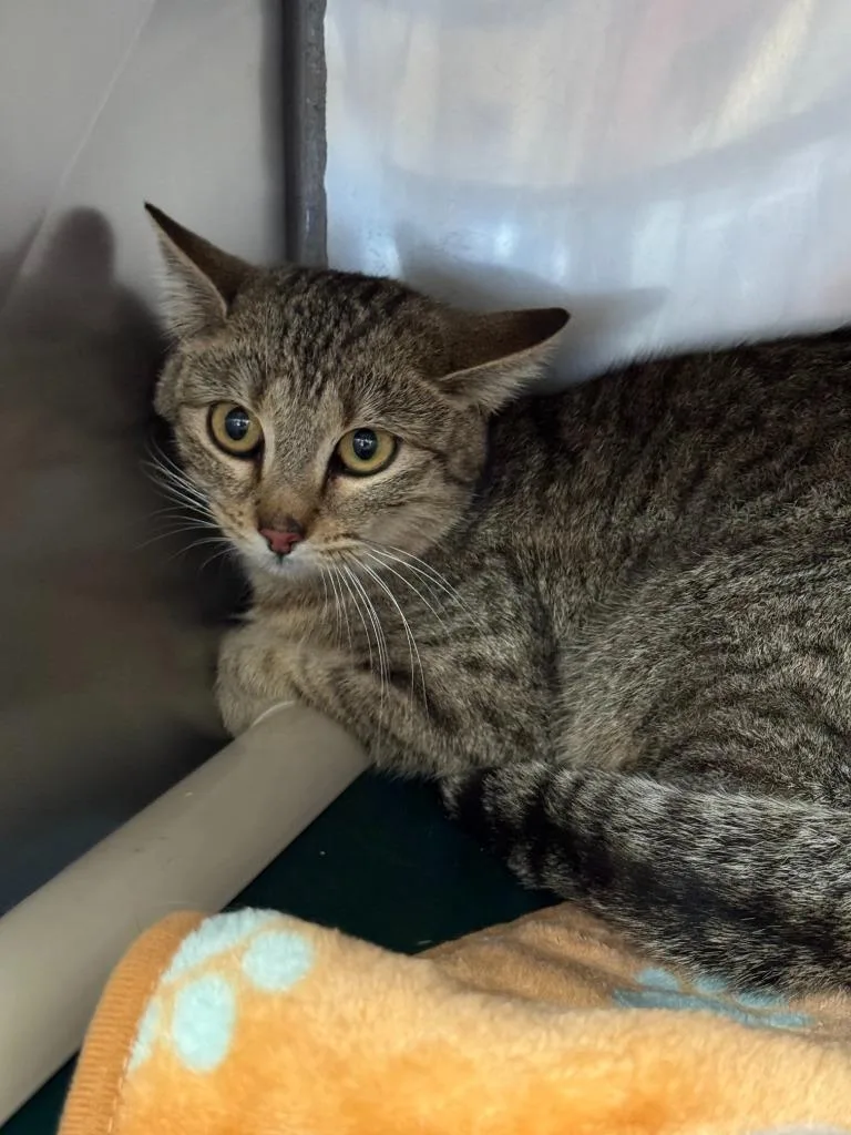 A young medium-sized female Domestic Short Hair cat named Panini for adoption in Gillette, WY