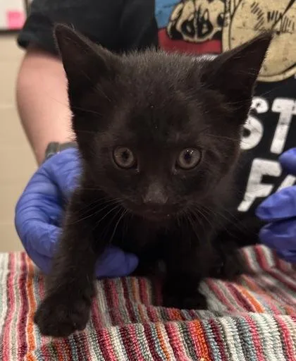 A baby small-sized female Domestic Short Hair cat named Santa Monica for adoption in Fishers, IN