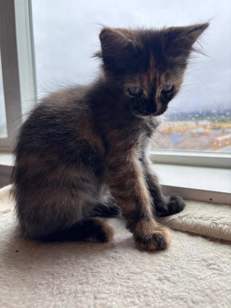 A baby medium-sized female Domestic Medium Hair cat named Dolly for adoption in Logan, UT