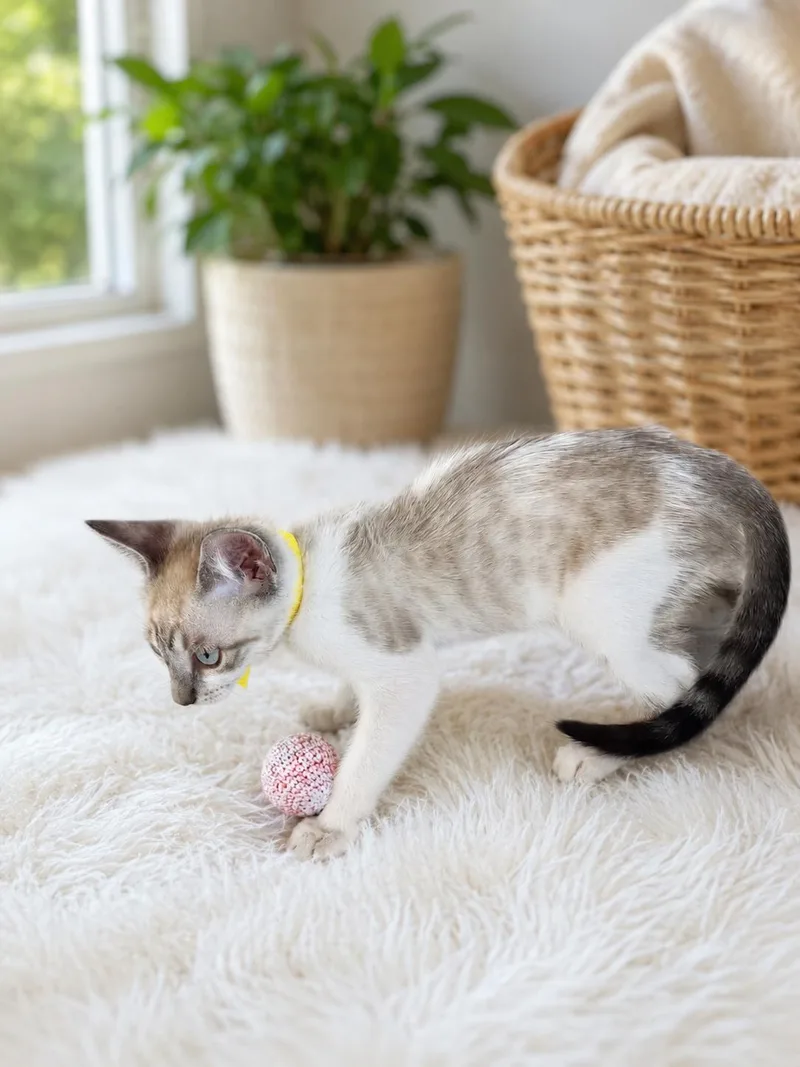 A baby medium-sized male Siamese cat named Ethan Napa for adoption in Napa, CA