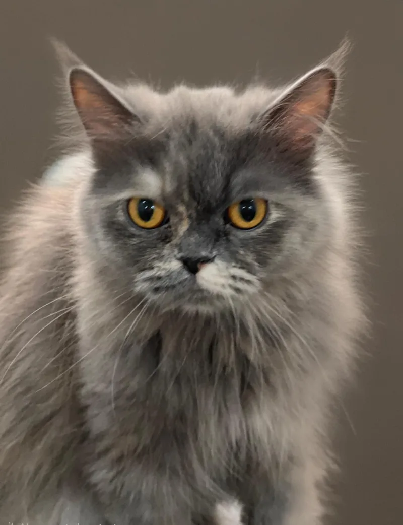 Fiona