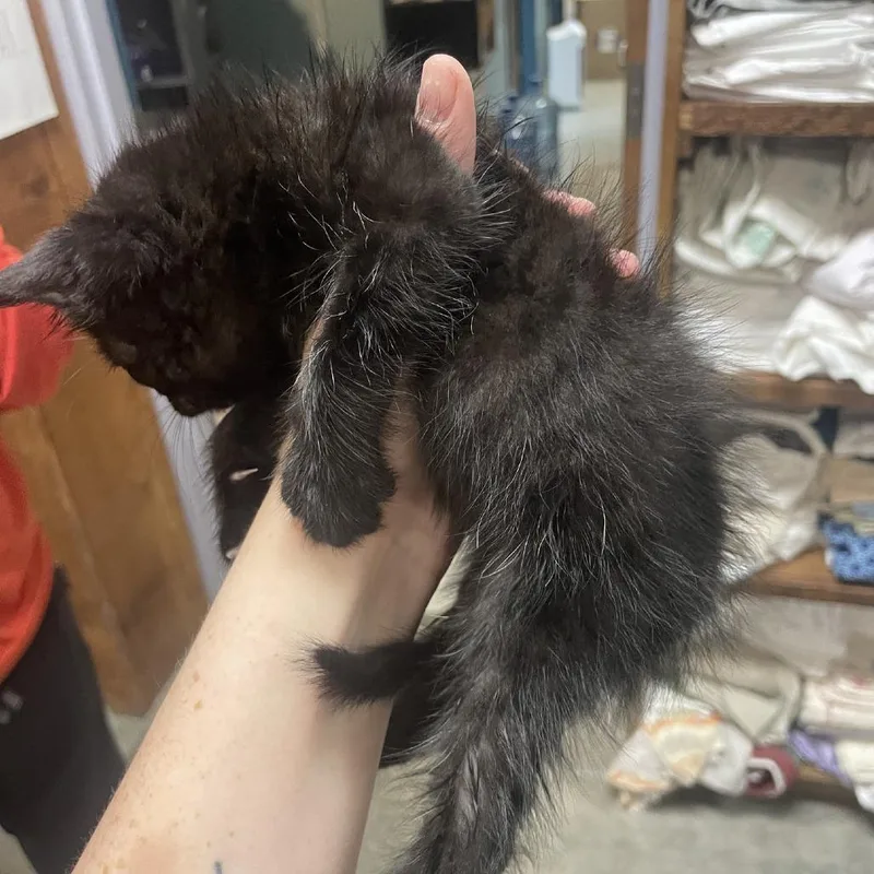A baby small-sized male Black Domestic Long Hair cat named Punch for adoption in Branson, MO