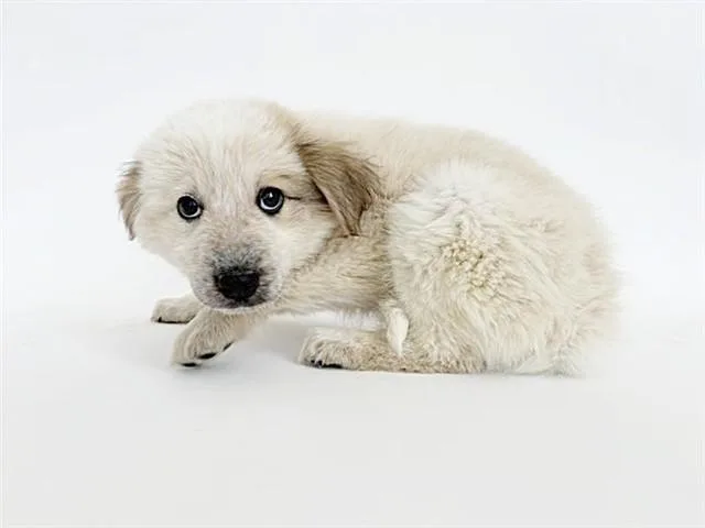 A baby small-sized female Terrier dog named Crunchy for adoption in Saint Louis, MO