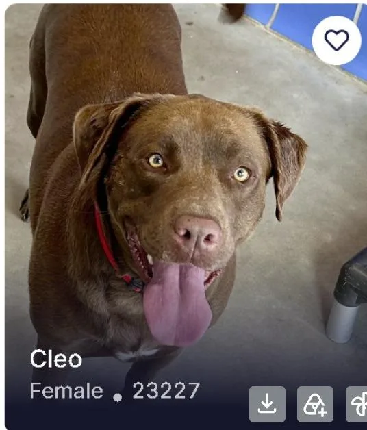 An adult large-sized female Labrador Retriever dog named Cleo for adoption in Austin, TX