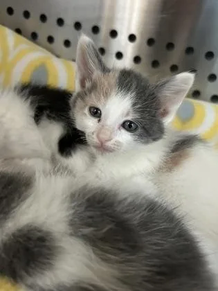 A young medium-sized female Domestic Short Hair cat named Minnow for adoption in Kansas City, MO