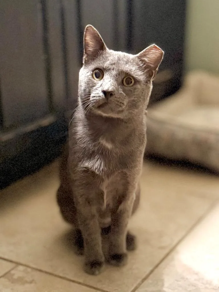 An adult medium-sized male Domestic Short Hair cat named Graphite for adoption in Augusta, GA