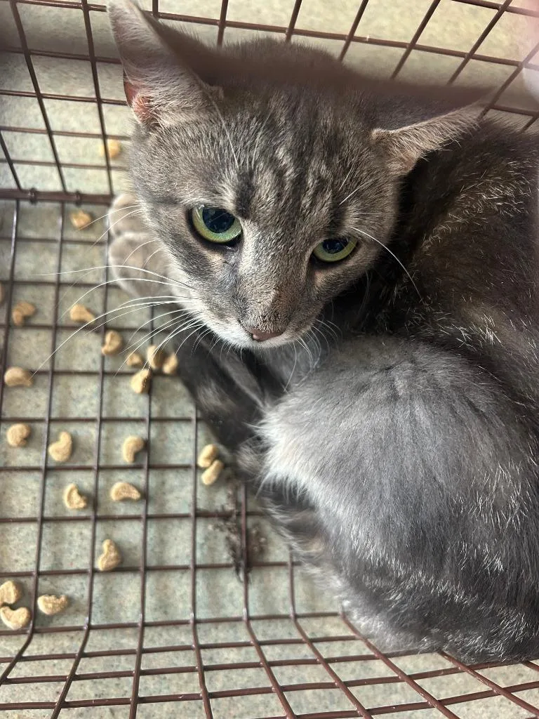 A young medium-sized female American Shorthair cat named Molly Weasley for adoption in Sidney, NY