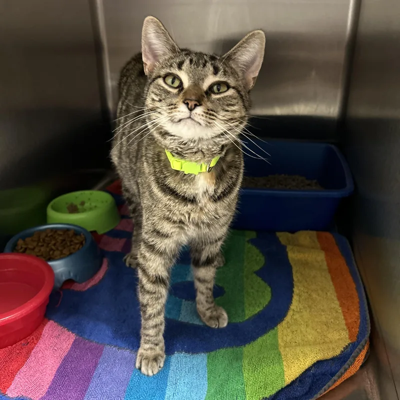 A young medium-sized female Torbie cat named Duchess for adoption in La Grange Park, IL