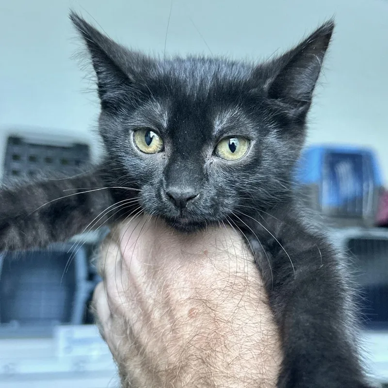 A baby small-sized female Black Domestic Short Hair cat named Riley for adoption in Matteson, IL
