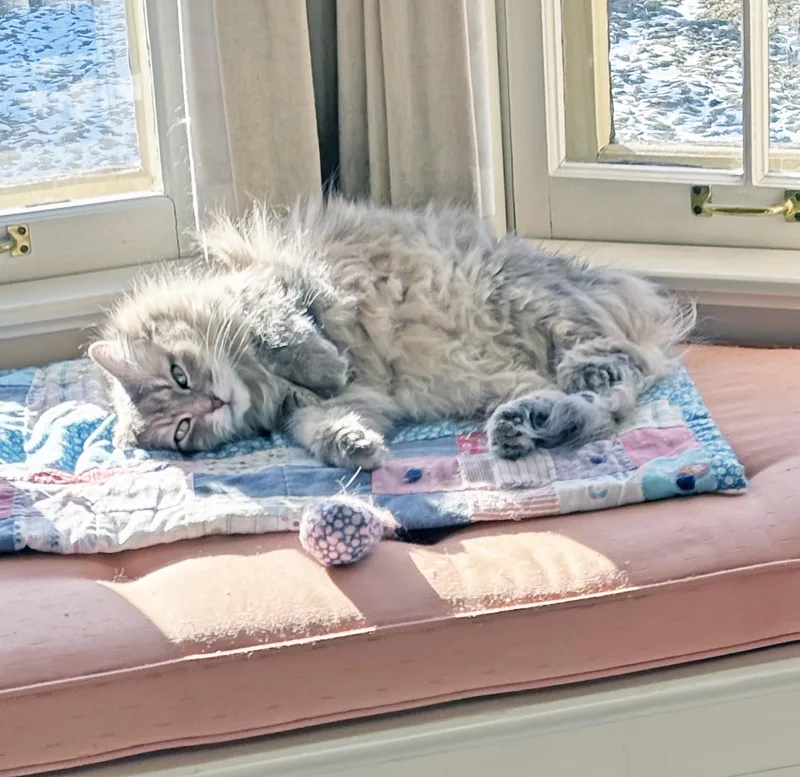 A senior medium-sized female Domestic Long Hair cat named Luna gorgeous floofy for adoption in Neenah, WI