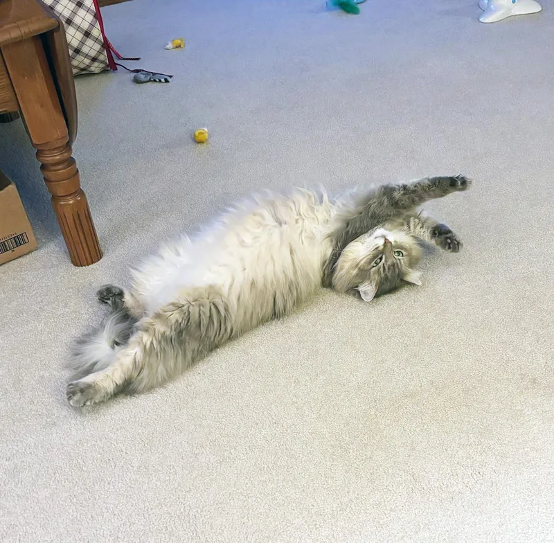 Luna  gorgeous floofy thumbnail 2