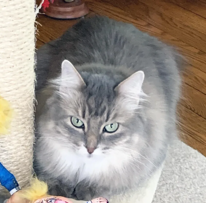 Luna  gorgeous floofy thumbnail 3