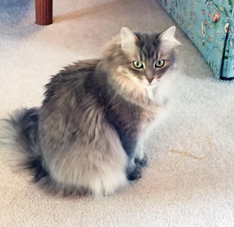 Luna  gorgeous floofy thumbnail 4