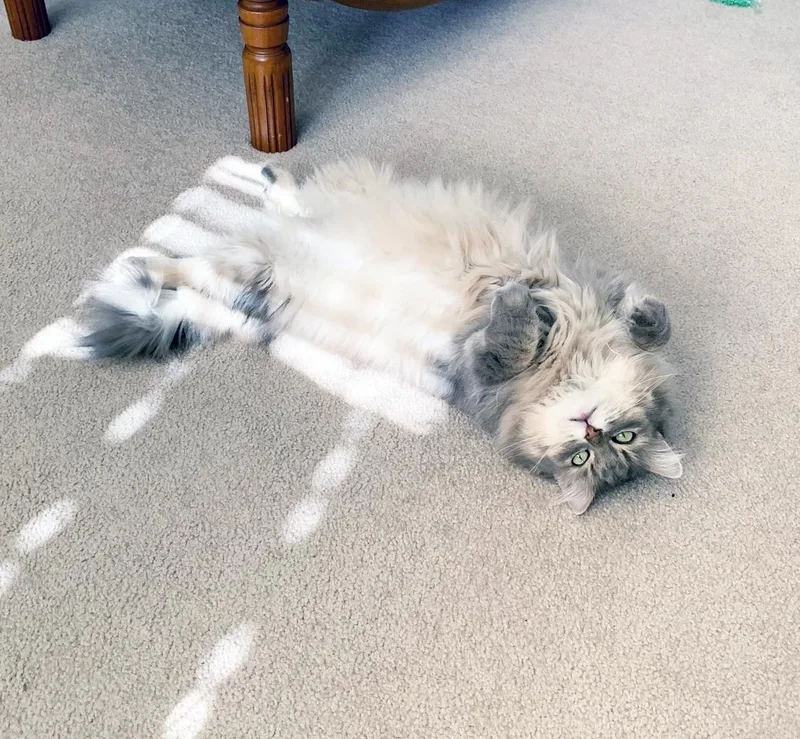 Luna  gorgeous floofy thumbnail 5