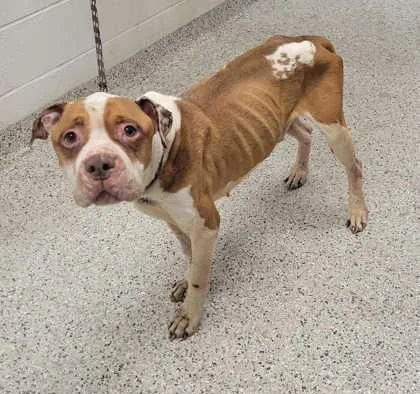 An adult large-sized male Brown / Chocolate Pit Bull Terrier dog named Buster Brown for adoption in Kansas City, MO