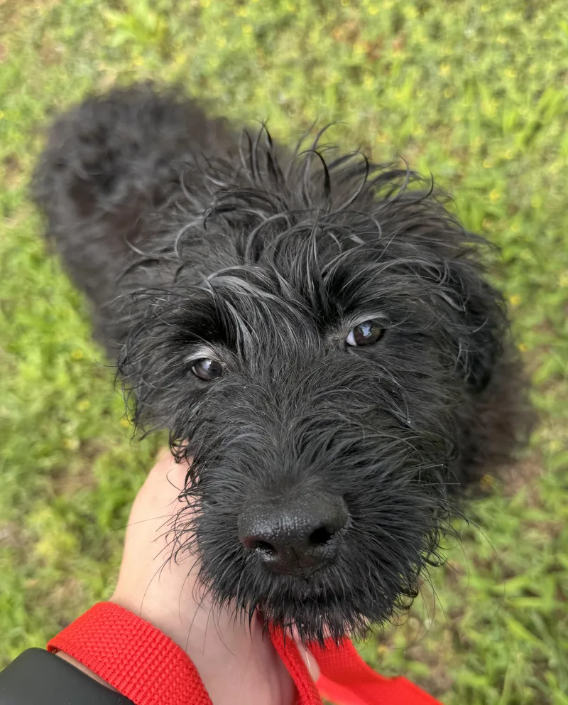 A young medium-sized female Black Labradoodle dog named Carly for adoption in Jenks, OK