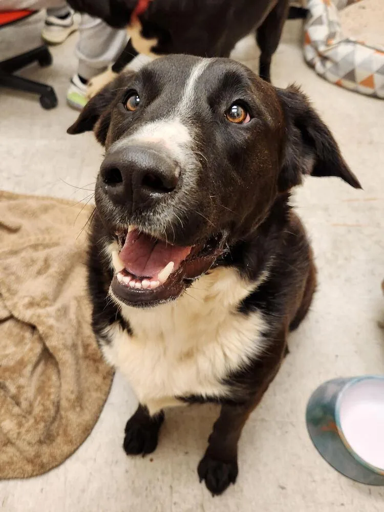 Zorillito thumbnail 2