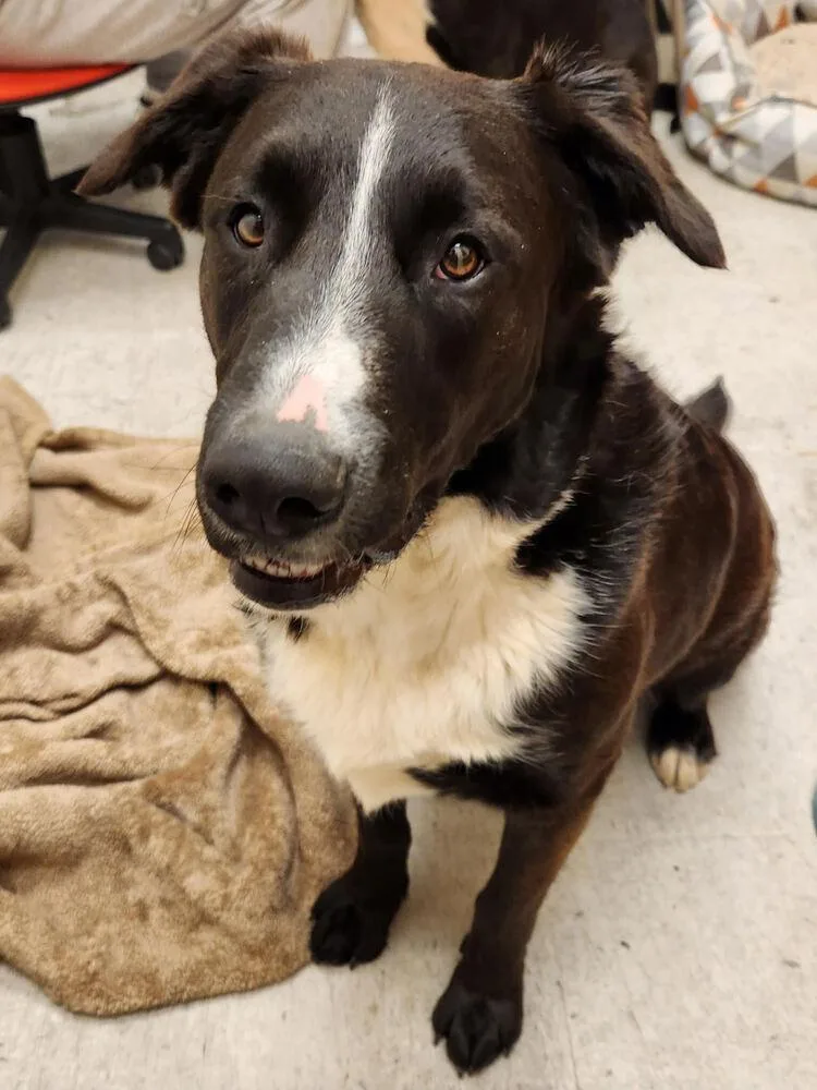 Zorillito thumbnail 3