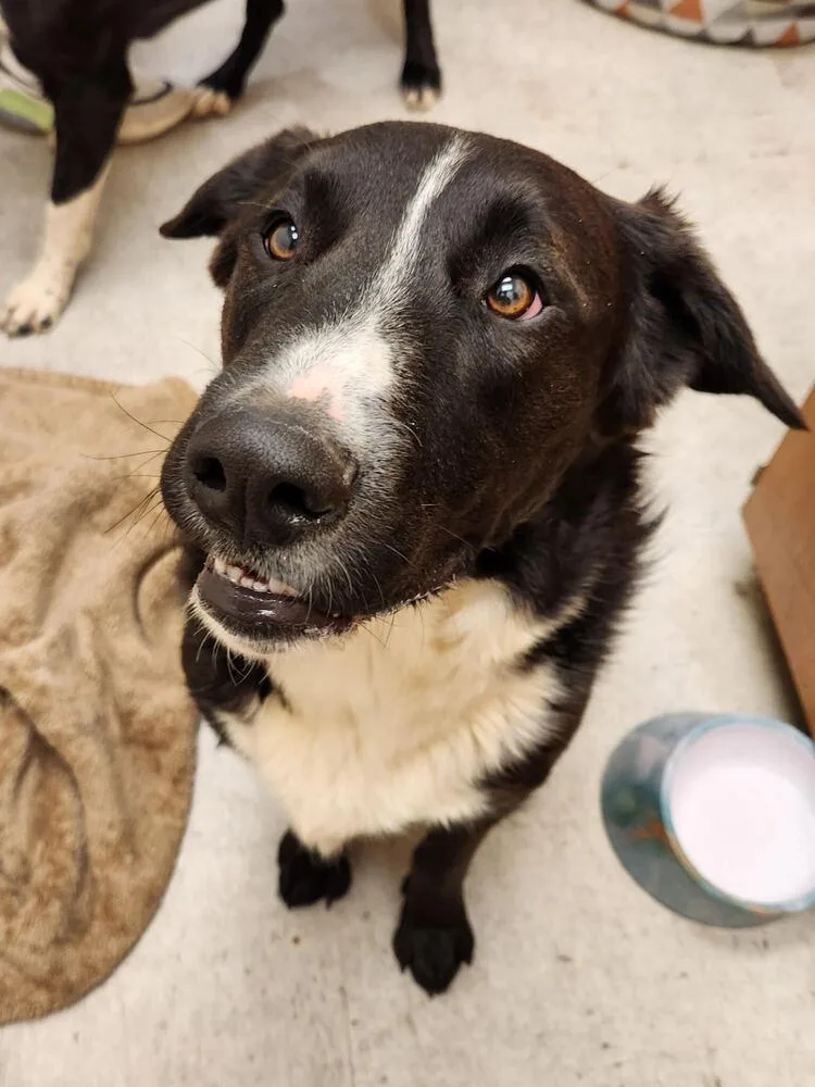 Zorillito thumbnail 4