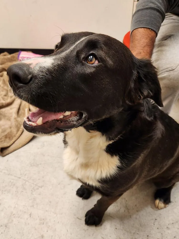 Zorillito thumbnail 5