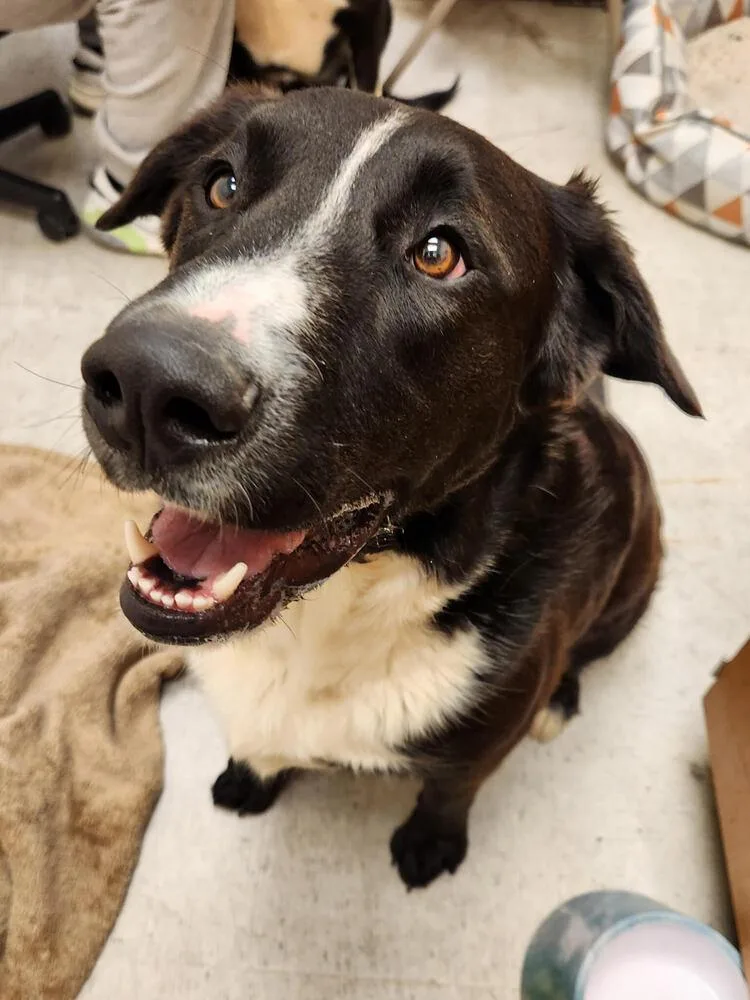 Zorillito thumbnail 6