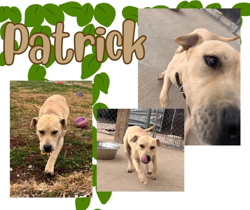 Patrick thumbnail 2