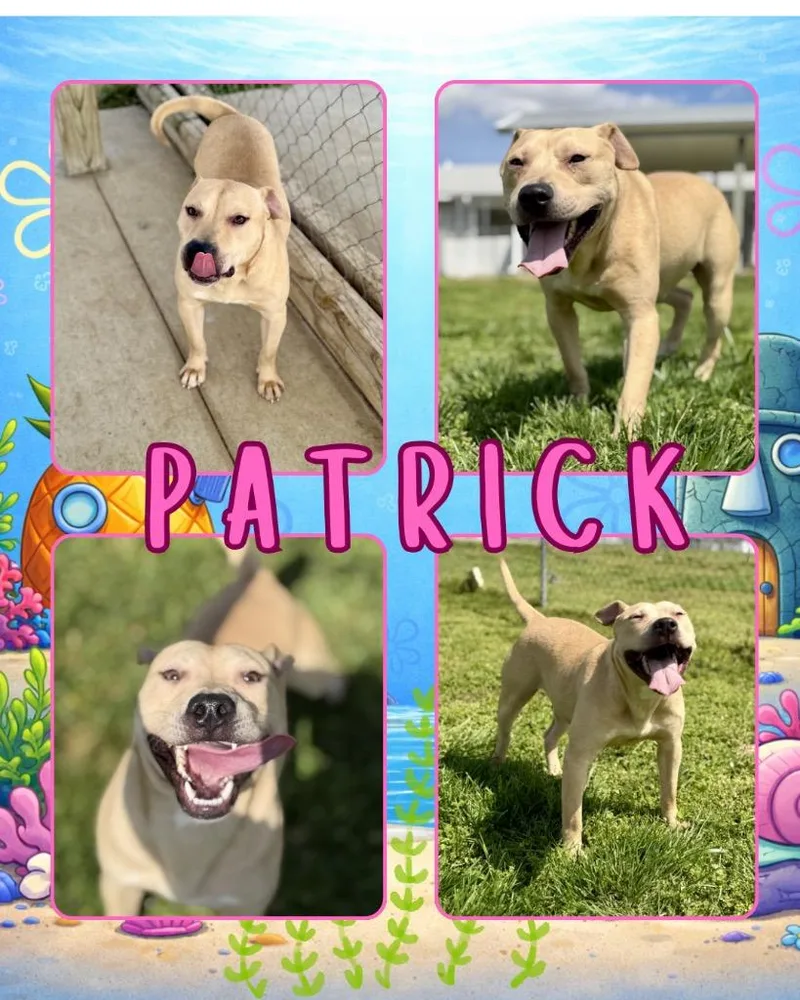 Patrick thumbnail 3