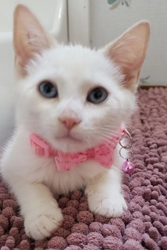Stella