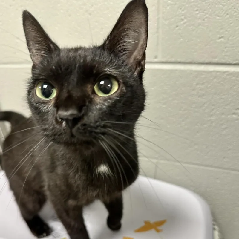 A young medium-sized female Black Domestic Short Hair cat named Juniper for adoption in New York, NY