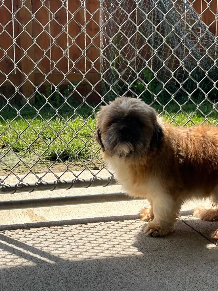 A young small-sized male Shih Tzu dog named Mullet for adoption in Auburn, IN