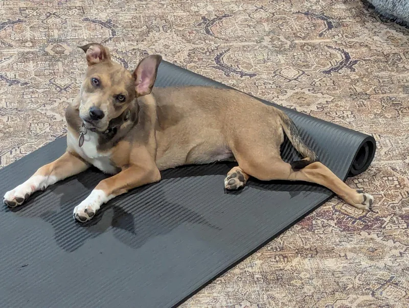 A young medium-sized female Mountain Cur dog named Macey for adoption in Nashville, TN